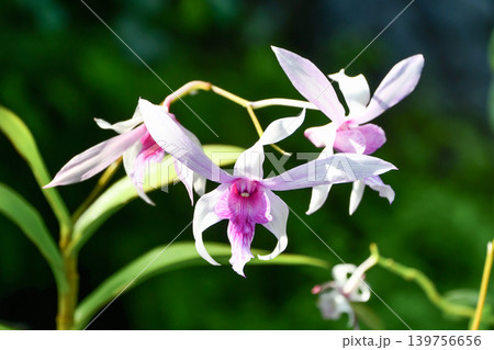 デンドロビウム 「ジャクリーン トーマス」　Dendrobium 'Jacquelyn Thomas 139756656