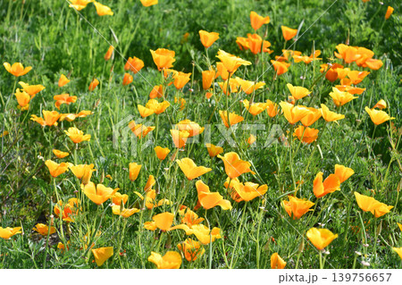 ハナビシソウ　California poppy 139756657