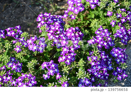バーベナ Verbena バーベナ Verbena 139756658
