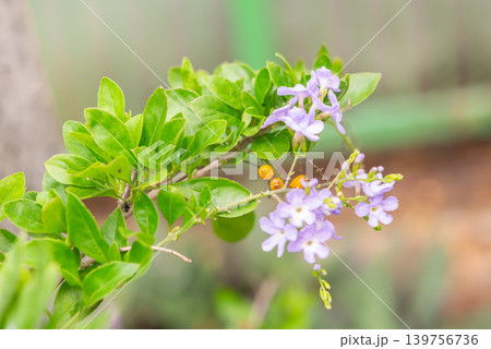 Purple duranta flowers blooming among green leaves soft natural background highlighting tropical garden beauty fresh growth Purple duranta flowers blooming among green leaves soft natural background highlighting tropical garden beauty fresh growth 139756736