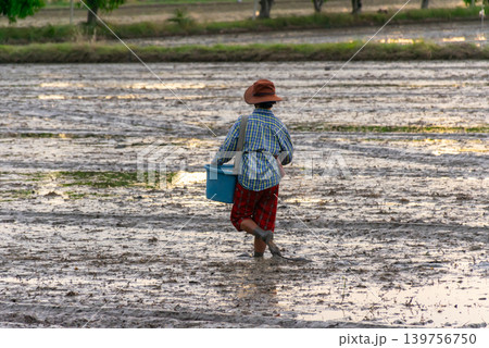 Farmer walking through muddy rice field while sowing rice representing traditional agriculture rural lifestyle farming work Farmer walking through muddy rice field while sowing rice representing traditional agriculture rural lifestyle farming work 139756750