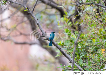 Verditer flycatcher perched on tree branch in natural forest habitat showing vibrant blue plumage wild bird behavior 139756775