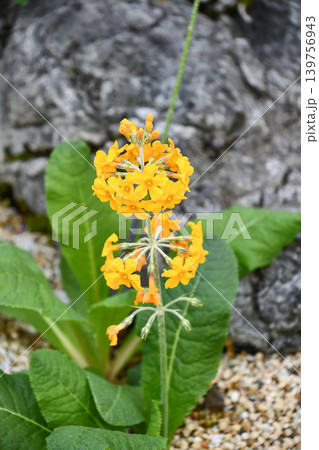 プリムラ・ブリーアナ　Primula bulleyana 139756943