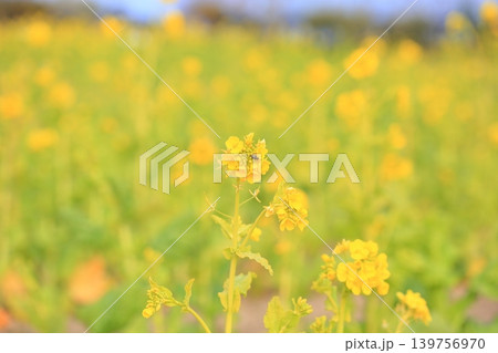 菜の花 カンザキハナナ 満開 菜の花 カンザキハナナ 満開 139756970