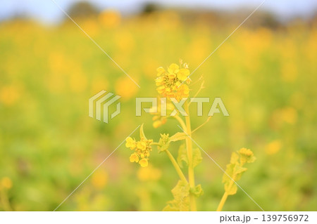 菜の花　カンザキハナナ満開 139756972