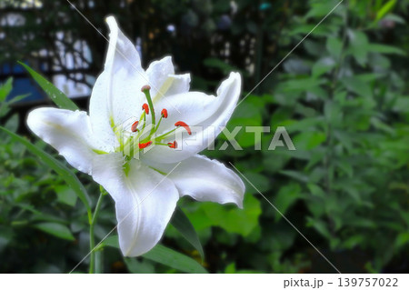 雨に濡れる華やかなカサブランカ 雨に濡れる華やかなカサブランカ 139757022