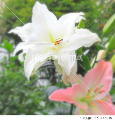 八重咲の白花とピンクのカサブランカ 139757030