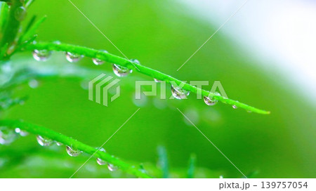 雨上がりの緑と水滴 139757054