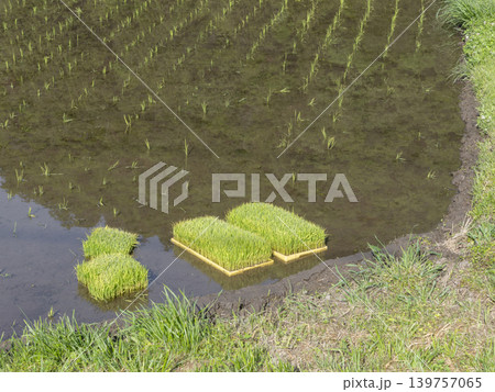 苗が植えられた水田と苗床 139757065