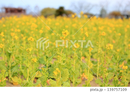 菜の花 カンザキハナナ満開 菜の花 カンザキハナナ満開 139757109