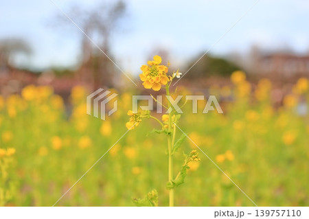 菜の花　カンザキハナナ満開 139757110