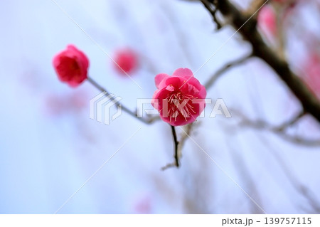 可愛い ウメの花 可愛い ウメの花 139757115