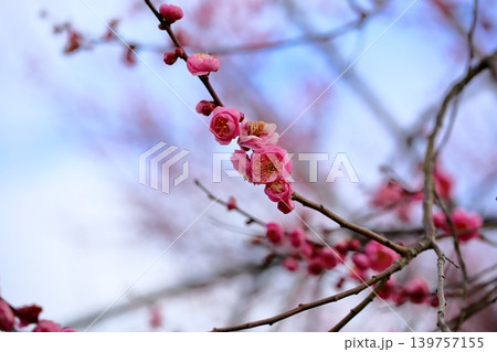 可愛い ウメの花 可愛い ウメの花 139757155