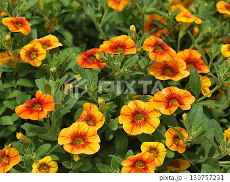 ペチュニアの花の生態写真 139757231
