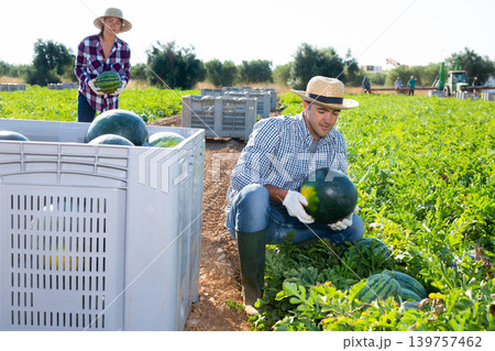 Male worker gathering ripe watermelons in field Male worker gathering ripe watermelons in field 139757462