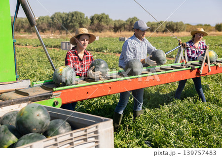 Team of professional farmers working on modern harvesting platform on field, picking watermelons Team of professional farmers working on modern harvesting platform on field, picking watermelons 139757483