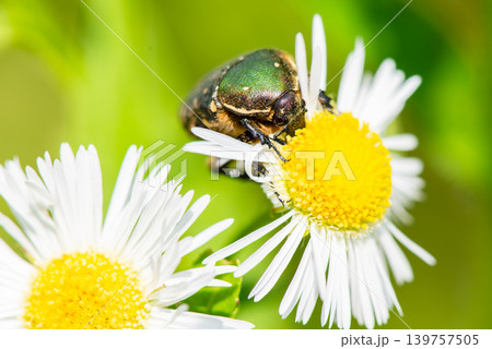 ハルジオンの花でお食事中のハナムグリ ハルジオンの花でお食事中のハナムグリ 139757505