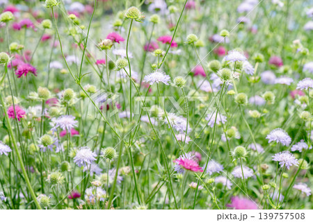 初夏の草原に咲く鮮やかな花 初夏の草原に咲く鮮やかな花 139757508