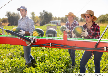 Plantation workers sorting ripe watermelons on outdoor conveyor Plantation workers sorting ripe watermelons on outdoor conveyor 139757572
