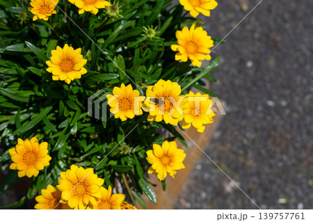 ガザニアの花の蜜を吸うミツバチ 139757761