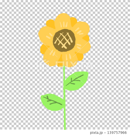 ひまわり ひまわり 139757966