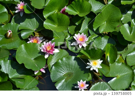 西城沼公園 西城沼公園 139758005