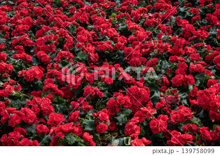 Group of red flowering Begonia flowers. Begonias are one of our most popular plants, Typically used as houseplants and in shaded summer beds. 139758099