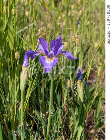 鮮やかな紫色の花を咲かせたあやめ 鮮やかな紫色の花を咲かせたあやめ 139758309