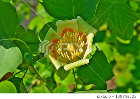 赤と黄色いユリノキの花(春、五月) 赤と黄色いユリノキの花(春、五月) 139758528