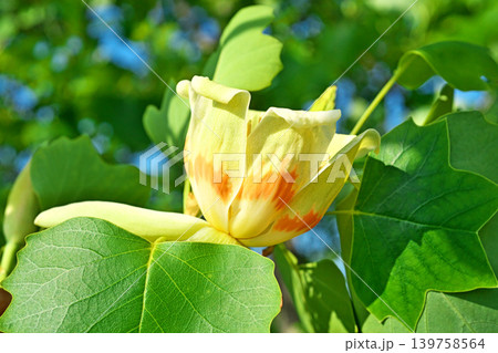 赤と黄色いユリノキの花(春、五月) 赤と黄色いユリノキの花(春、五月) 139758564
