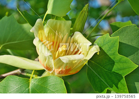 赤と黄色いユリノキの花(春、五月) 赤と黄色いユリノキの花(春、五月) 139758565