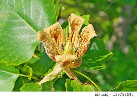 枯れ始めたユリノキの花(春、五月) 枯れ始めたユリノキの花(春、五月) 139758633