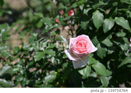 バラの花 ピンク 白色 花 梅雨 初夏 5月 イメージ バラの花 ピンク 白色 花 梅雨 初夏 5月 イメージ 139758764