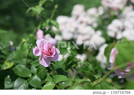 バラの花 ピンク 白色 花 梅雨 初夏 5月 イメージ バラの花 ピンク 白色 花 梅雨 初夏 5月 イメージ 139758766