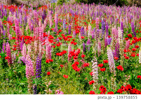 鮮やかなルピナスの花 鮮やかなルピナスの花 139758855