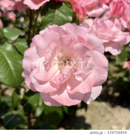 華やかに咲くピンク色のバラの一輪接写 華やかに咲くピンク色のバラの一輪接写 139758934