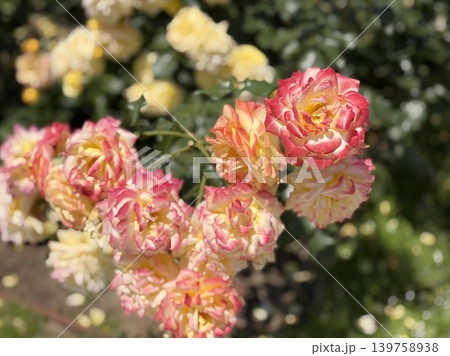 黄色から赤へグラデーションが美しいバラの花 黄色から赤へグラデーションが美しいバラの花 139758938