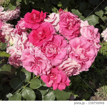 房咲きの濃いピンクと白のバラが豪華に開花 139758948