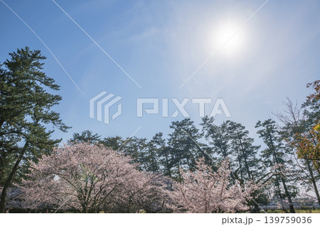 出雲大社周辺に広がる松林と青空が美しい風景 139759036