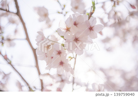 満開の桜が咲き誇る春のやわらかな花風景 満開の桜が咲き誇る春のやわらかな花風景 139759040
