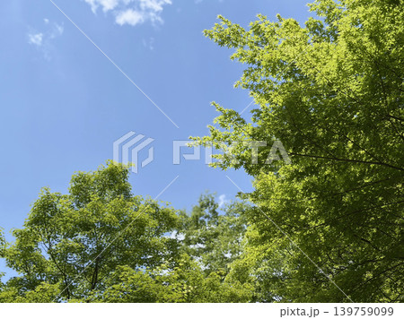 新緑の木々越しに見上げる青空、箕面の森 新緑の木々越しに見上げる青空、箕面の森 139759099