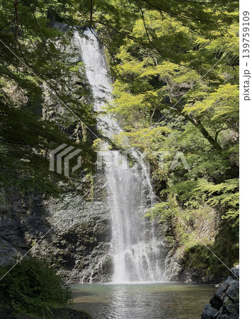 モミジに囲まれた箕面大滝と静かな滝壺 モミジに囲まれた箕面大滝と静かな滝壺 139759109
