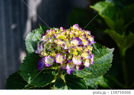 初夏に咲く紫陽花の花 初夏に咲く紫陽花の花 139759308