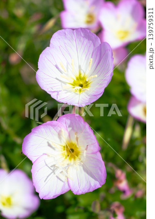 春の草むらに咲く淡いピンクの花 139759311
