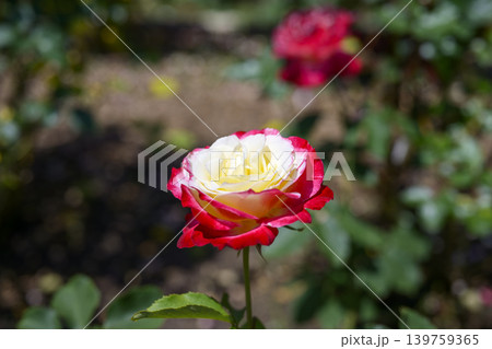 赤いバラ 黄色 白色 バラ 花 初夏 5月 イメージ 赤いバラ 黄色 白色 バラ 花 初夏 5月 イメージ 139759365