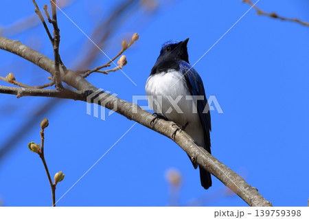 幸せの青い鳥 オオルリ 北海道 4月 幸せの青い鳥 オオルリ 北海道 4月 139759398