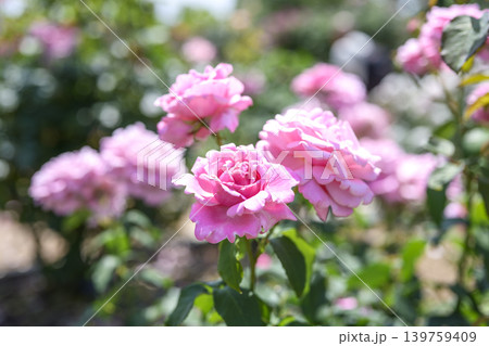 バラの花 ピンク色 初夏 5月 梅雨 イメージ バラの花 ピンク色 初夏 5月 梅雨 イメージ 139759409
