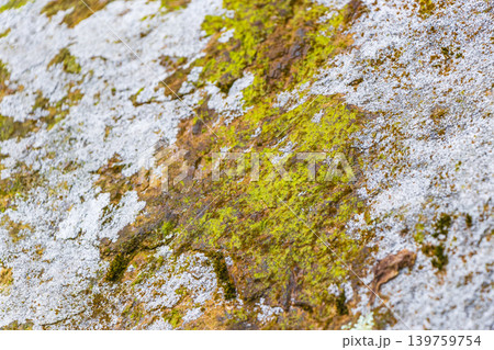 Stone rock texture with green moss and lichen in Brazil. 139759754