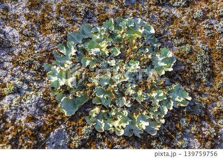 Stone rock texture with green moss and lichen in Brazil. Stone rock texture with green moss and lichen in Brazil. 139759756