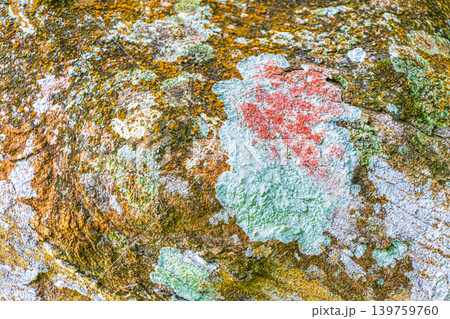 Tropical tree bark texture with turquoise moss and lichen Brazil. Tropical tree bark texture with turquoise moss and lichen Brazil. 139759760